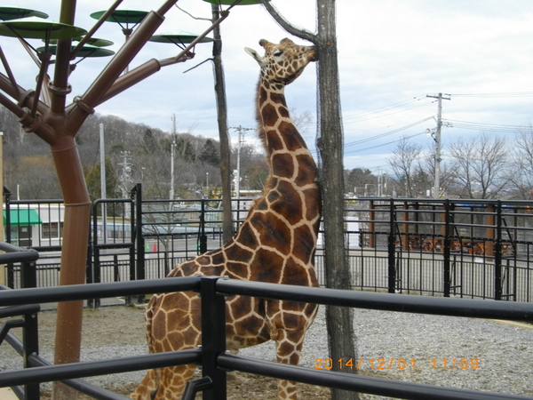 ���R������