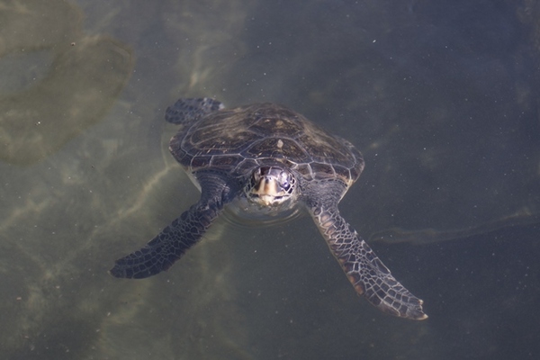 ���{�C������