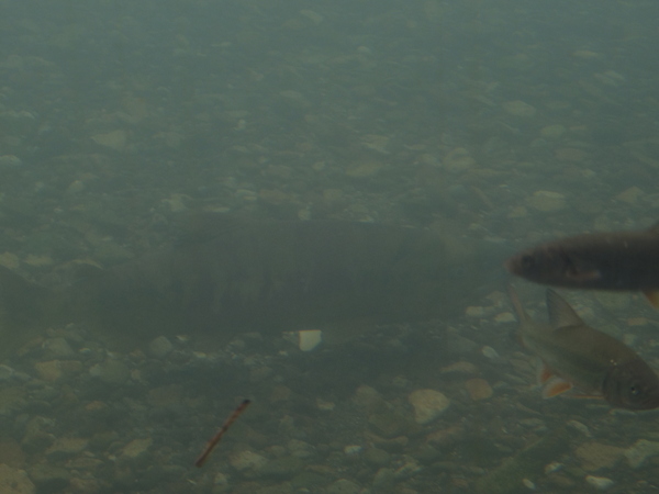 �T�P�̂ӂ邳�Ɛ�ΐ�����