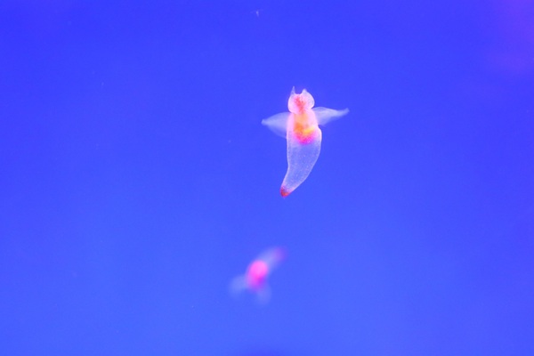 �I�z�[�c�N���X��