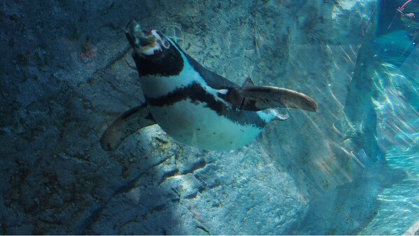 ���R������