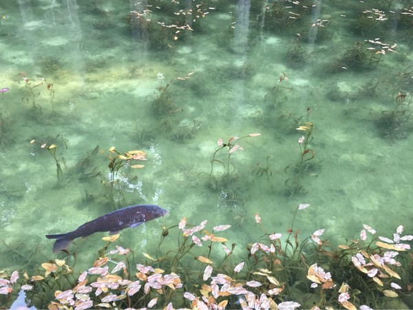 ���l�̒r�@�򕌌�