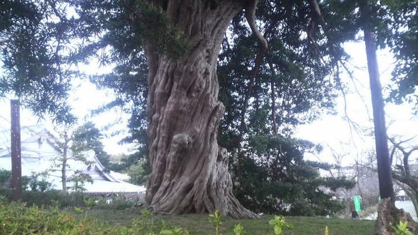 ���c����Ղ̃C�k�}�L