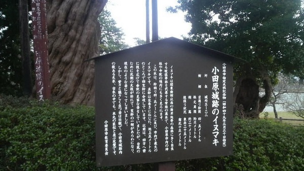 ���c����Ղ̃C�k�}�L