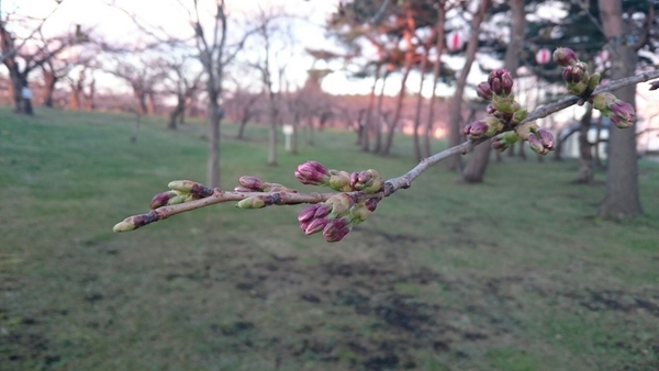 �ܗŊs�����̍�