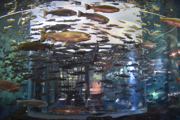 �����Ȍ���