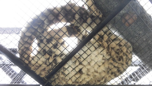 ���R������