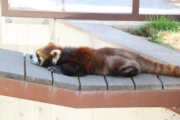 ���R������