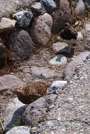 �����^�[�~�i��