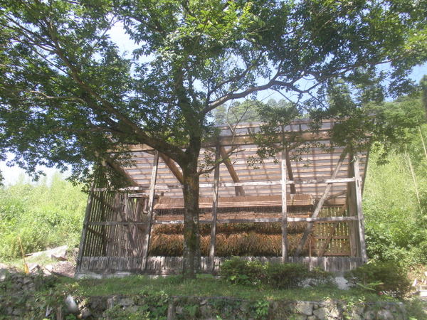 ���R����@�l�G�ʂ̓�