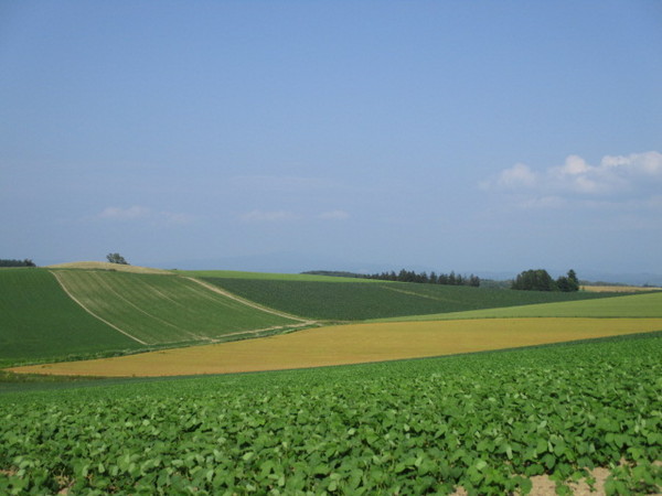 �p�b�`���[�N�̘H