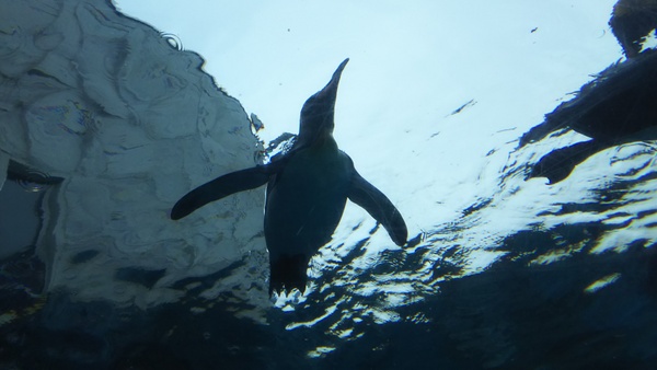 ���R������