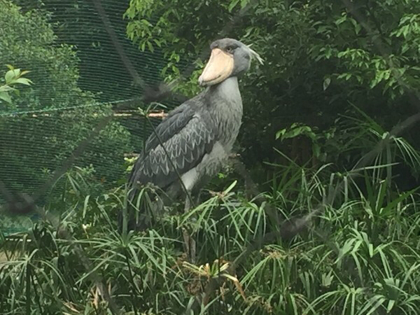 上野動物園