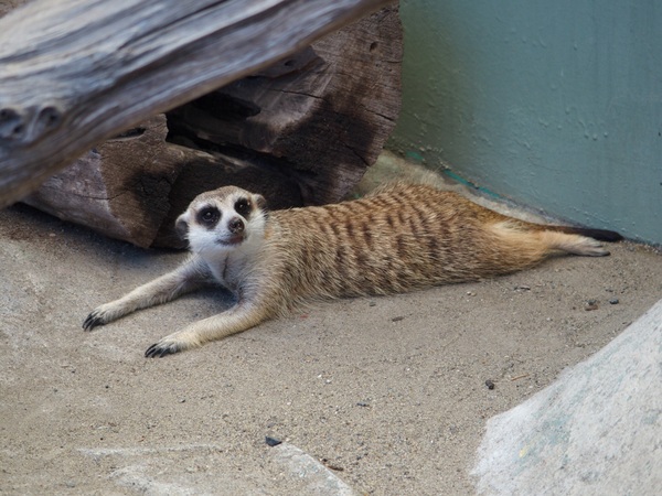 �ʕ{���N�e���`