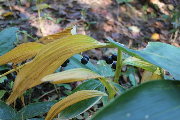 �k�C�������R�����@��y�X�ь����i���a�̐X�@��y���R�x�{�сj