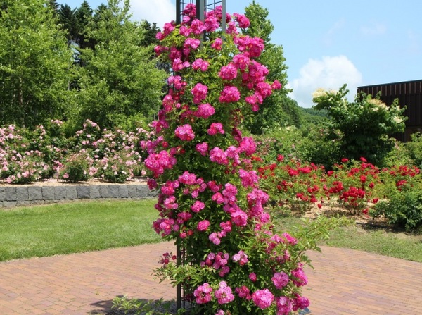 ����݂�������o����