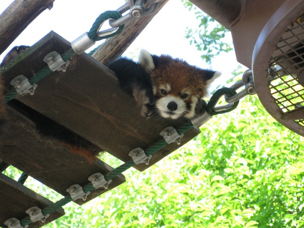 ���R������