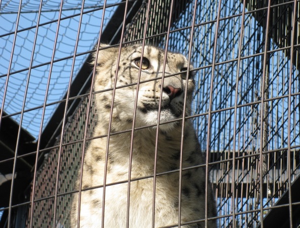 ���R������