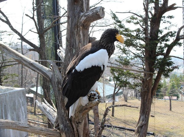 ���R������