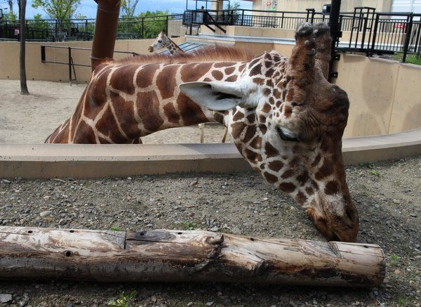 ���R������