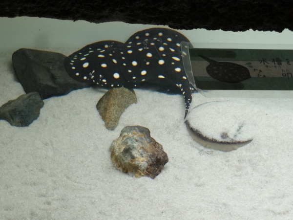 ���֎s�������̂��������فE�C����