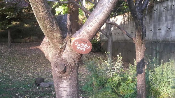 �Ō����y�ё��㎛�����̍�