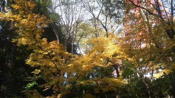 �Ō������݂��J