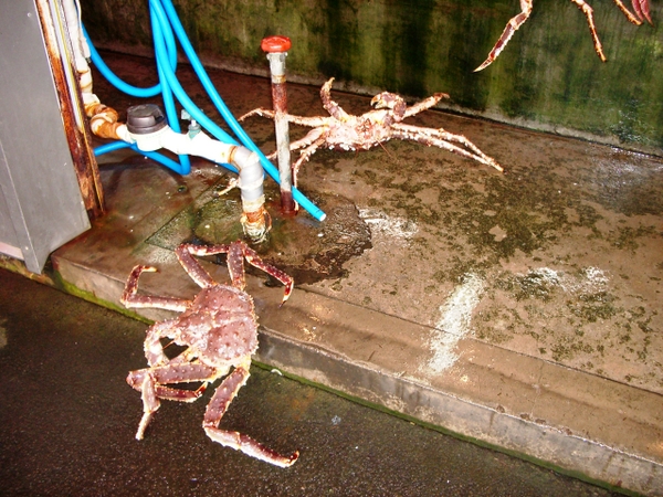 ���َ��R�s��