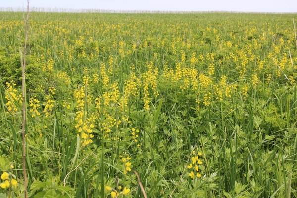 �R���P�����ԉ�