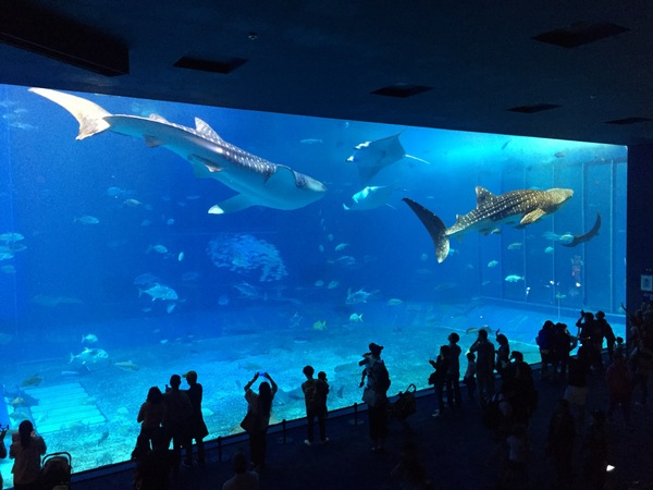 沖縄美ら海水族館