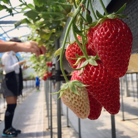 �����ό��A�O���X�l����