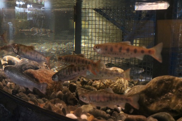 �T�P�̂ӂ邳�Ɛ�ΐ�����