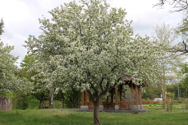 �㈰�ʌ���