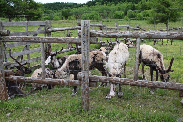 幌延町トナカイ観光牧場の写真一覧 じゃらんnet