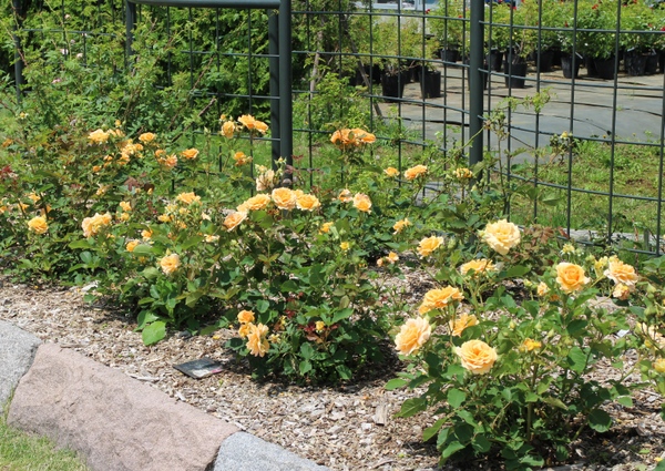 ����݂�������o����