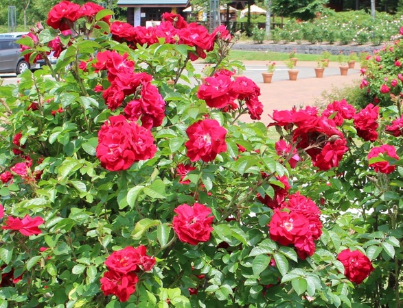 ����݂�������o����