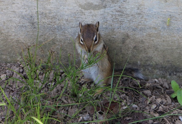 ���M���ӎ��R����