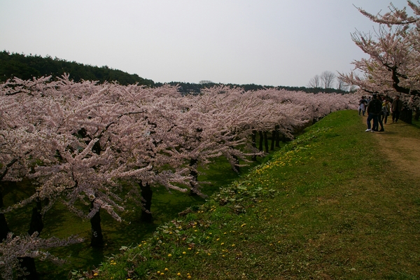 �ܗŊs�����̍�