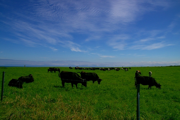 �ԑ��s�c�����q��