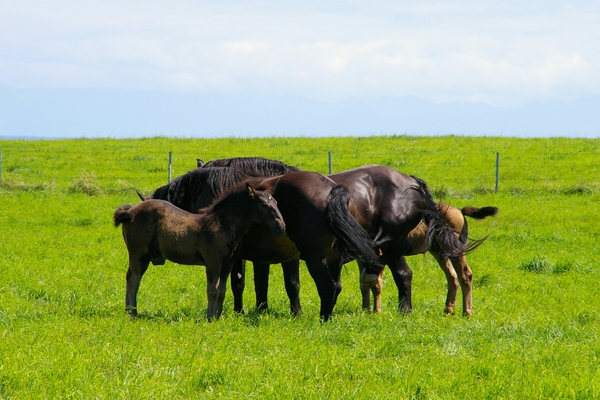 �ԑ��s�c�����q��