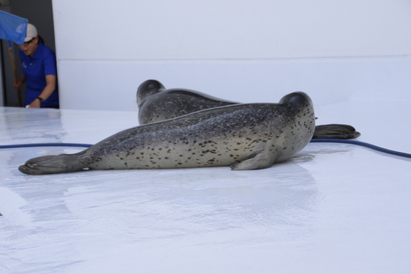 �߉��s�����ΐ����ف@���X