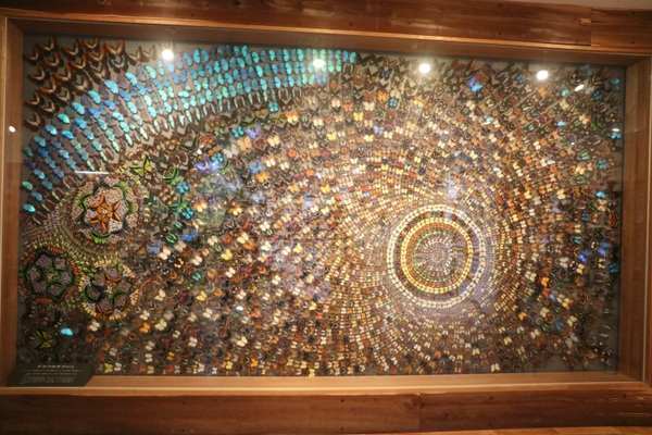 ��ˍ��R�E�܂�̐X