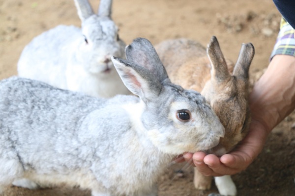 ��ˍ��R�E�܂�̐X