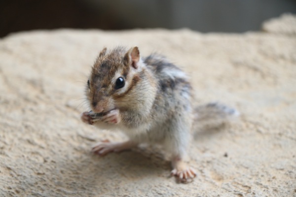 ��ˍ��R�E�܂�̐X