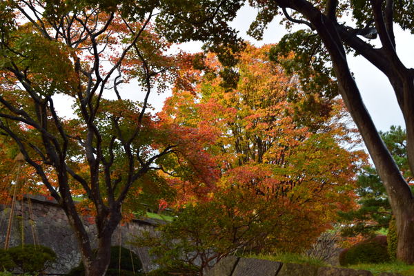 �ܗŊs����