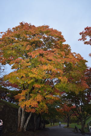 �ܗŊs����