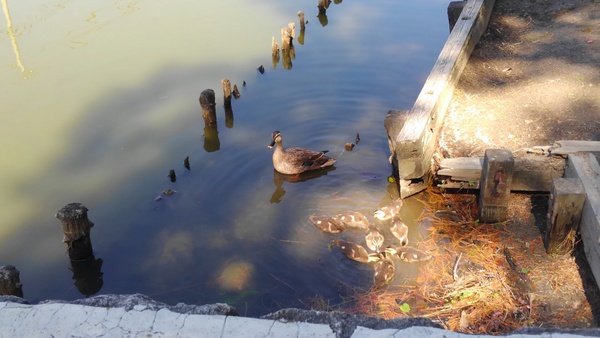 �V���c��