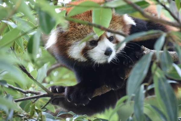 静岡市立日本平動物園の写真一覧 じゃらんnet