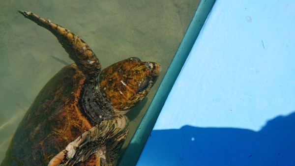 �ނ�Ɣp�Z������