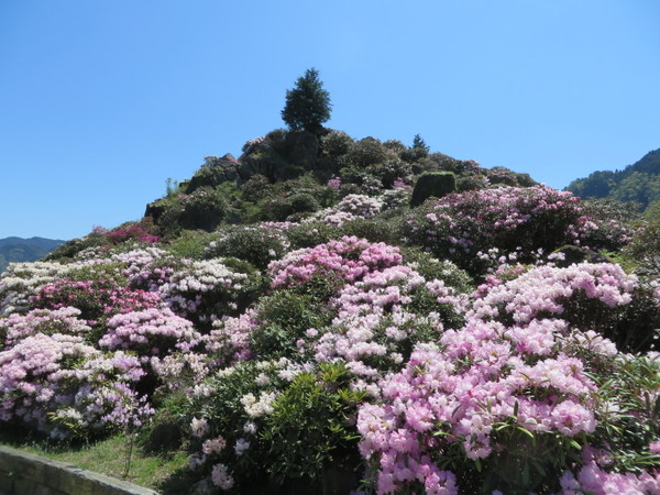 星の花公園の写真一覧 じゃらんnet